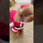 犬の幼稚園 ひなたくんとトレーニング