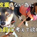 【柴犬】【ビーグル犬】高齢者の飼育放棄があとを絶たない今日。個人での飼育なら防げることは沢山あるのだから、飼う前によく考えて欲しい。