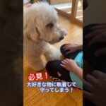 ※説明欄見てね！【犬　しつけ】好きな物に執着して守ってしまう時の練習方法 #犬のしつけ #ドッグトレーニング #オモチャ遊び