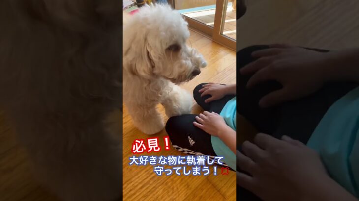 ※説明欄見てね！【犬　しつけ】好きな物に執着して守ってしまう時の練習方法 #犬のしつけ #ドッグトレーニング #オモチャ遊び