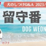 犬のしつけ相談「留守番」どうするのがいい？