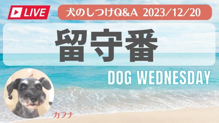 犬のしつけ相談「留守番」どうするのがいい？