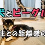 【柴犬】【ビーグル犬】【異犬種】【多頭飼い】柴犬距離を保つ柴犬と、飼い主とゼロ距離なビーグル犬。この犬達、飼い主との距離感が全然違う。