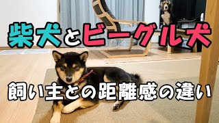 【柴犬】【ビーグル犬】【異犬種】【多頭飼い】柴犬距離を保つ柴犬と、飼い主とゼロ距離なビーグル犬。この犬達、飼い主との距離感が全然違う。