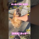 しつけ診療#笑ったら負け #犬#しつけ#ごっこあそび #珍#おて #おかわり#ゴールデンレトリバー #整骨院個別指導 #ほっこり#笑ったら寝ろ