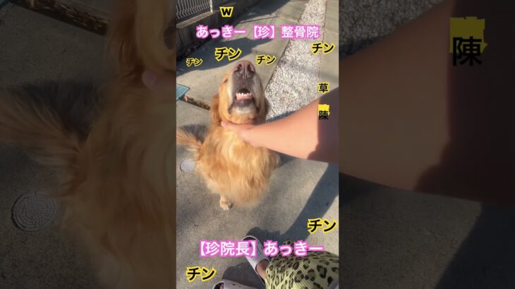 しつけ診療#笑ったら負け #犬#しつけ#ごっこあそび #珍#おて #おかわり#ゴールデンレトリバー #整骨院個別指導 #ほっこり#笑ったら寝ろ