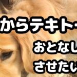 犬をおとなしくさせたい？それとも興奮させたい？関係するのは基本「人」　日常からテキトーに