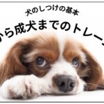 犬のしつけの基本：パピーから成犬までのトレーニング