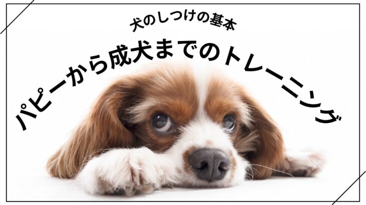 犬のしつけの基本：パピーから成犬までのトレーニング