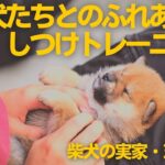 柴犬・豆柴の子犬たちとのふれあいとしつけトレーニング【柴犬ブリーダー・芝田荘】