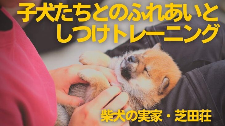 柴犬・豆柴の子犬たちとのふれあいとしつけトレーニング【柴犬ブリーダー・芝田荘】