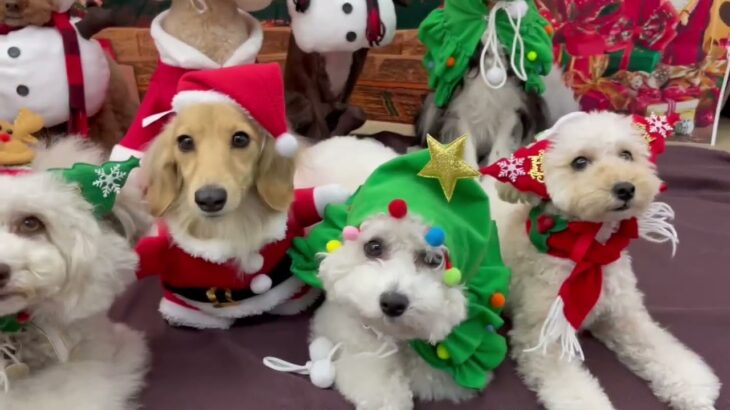 犬の幼稚園 みんなでトレーニング