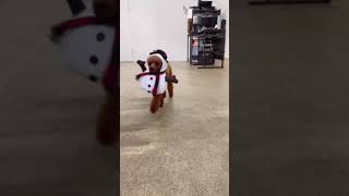 犬の幼稚園 るるちゃんとトレーニング