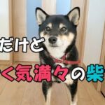 【柴犬】【ビーグル犬】【異犬種】柴犬に病院と伝えて、何故か行く気満々の柴犬。留守番が確定して吠えまくるビーグル犬。