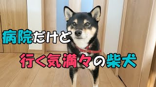 【柴犬】【ビーグル犬】【異犬種】柴犬に病院と伝えて、何故か行く気満々の柴犬。留守番が確定して吠えまくるビーグル犬。