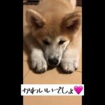 【秋田犬】パピー期の成長記録🐕社会見学としつけ