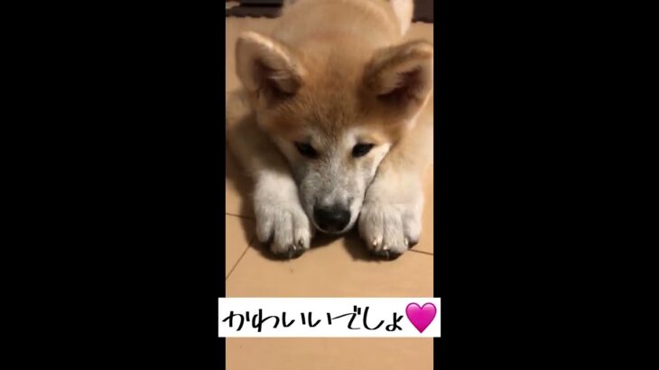 【秋田犬】パピー期の成長記録🐕社会見学としつけ