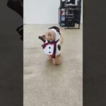 犬の幼稚園 れあちゃんとトレーニング