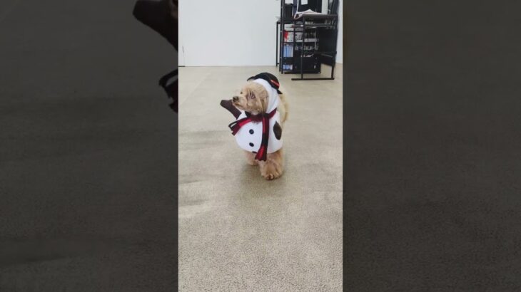 犬の幼稚園 れあちゃんとトレーニング