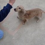 犬の幼稚園 むぎくんとトレーニング