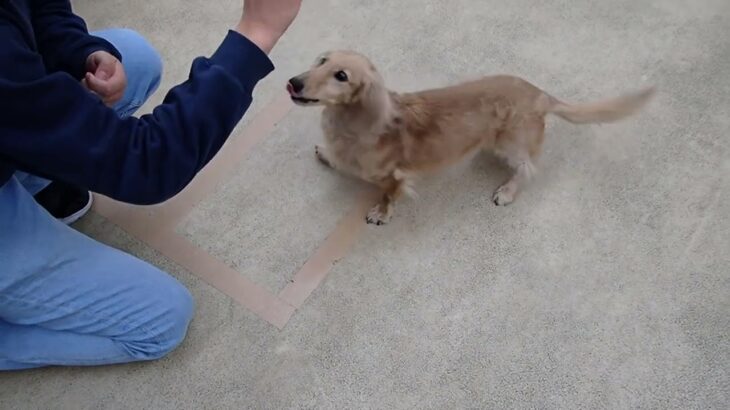 犬の幼稚園 むぎくんとトレーニング