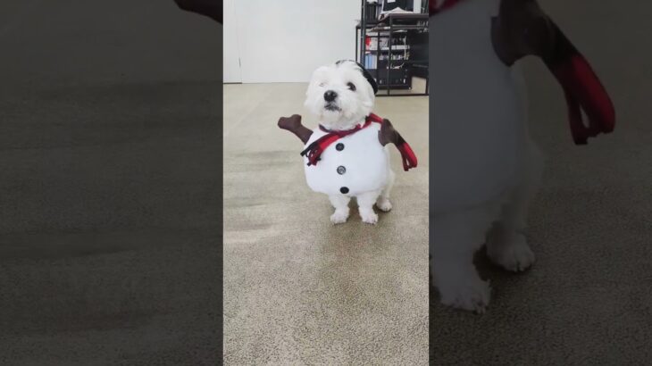 犬の幼稚園 華ちゃんとトレーニング