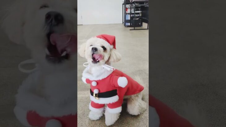 犬の幼稚園 空ちゃんとトレーニング