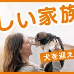 新しい家族として犬を迎える準備