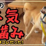 【犬しつけ】【噛みつき】突然本気噛みしてくる柴犬のお悩み相談！原因は！？噛み癖にさせない為に！