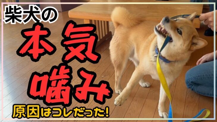 【犬しつけ】【噛みつき】突然本気噛みしてくる柴犬のお悩み相談！原因は！？噛み癖にさせない為に！