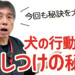 【重要】犬の行動学としつけの秘訣〜しつけはワクチンと同じように命を守る【後編】