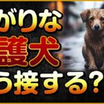 怖がりな保護犬どう接する？