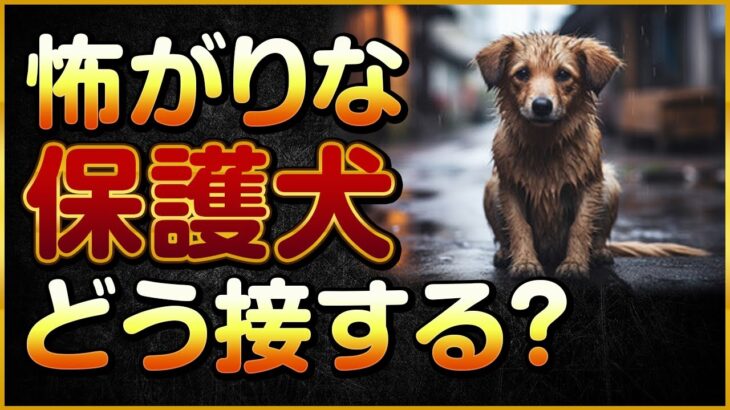 怖がりな保護犬どう接する？