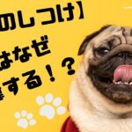 【犬のしつけ】犬はなぜ食糞する！？