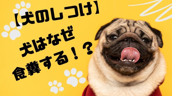 【犬のしつけ】犬はなぜ食糞する！？