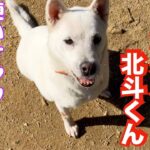 紀州犬 北斗くんに釧路さ〜ん（ひめたらジャーキー）あげると、、、