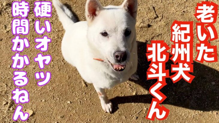 紀州犬 北斗くんに釧路さ〜ん（ひめたらジャーキー）あげると、、、