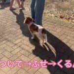 パピーグループレッスン　#パピーパーティー　#犬のようちえん　#預かりトレーニング　#子犬しつけ  #しつけ教室 　＃コイケル　#柴 　#シュナウザー   ＃犬のしつけ #パピートレーニング