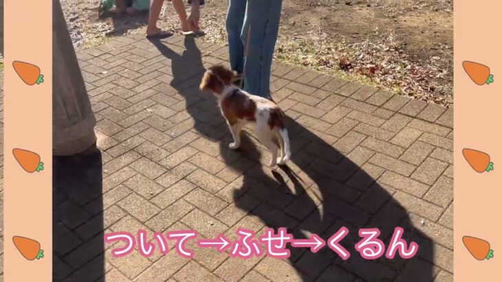 パピーグループレッスン　#パピーパーティー　#犬のようちえん　#預かりトレーニング　#子犬しつけ  #しつけ教室 　＃コイケル　#柴 　#シュナウザー   ＃犬のしつけ #パピートレーニング