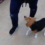 犬の幼稚園 ビオタンちゃんとトレーニング