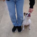 犬の幼稚園 はなちゃんとトレーニング