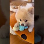 しつけ失敗？かわいい子犬の方が立場が上になると起こる事(笑)