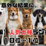 【令和編】人気犬種ランキング１０位～１位の発表と解説！！