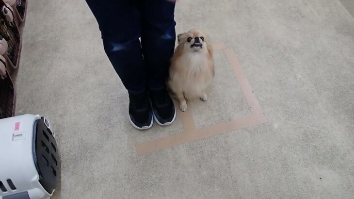 犬の幼稚園 くるみちゃんとトレーニング