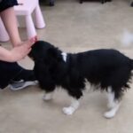 犬の幼稚園 トイちゃんとトレーニング