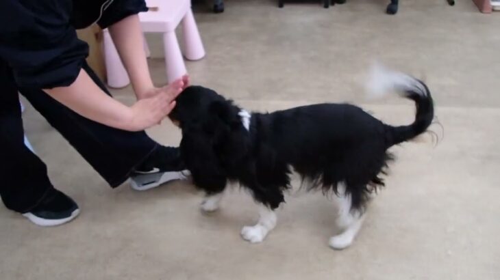 犬の幼稚園 トイちゃんとトレーニング