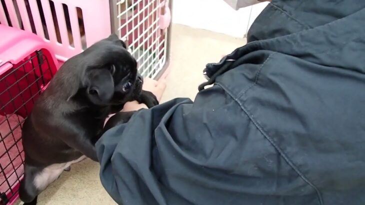 犬の幼稚園 あぐりちゃんとトレーニング