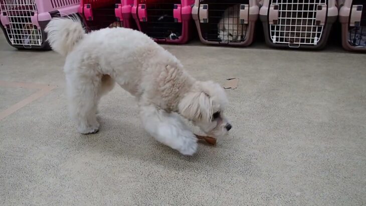 犬の幼稚園 空ちゃんとトレーニング