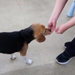 犬の幼稚園 ビオタンちゃんとトレーニング