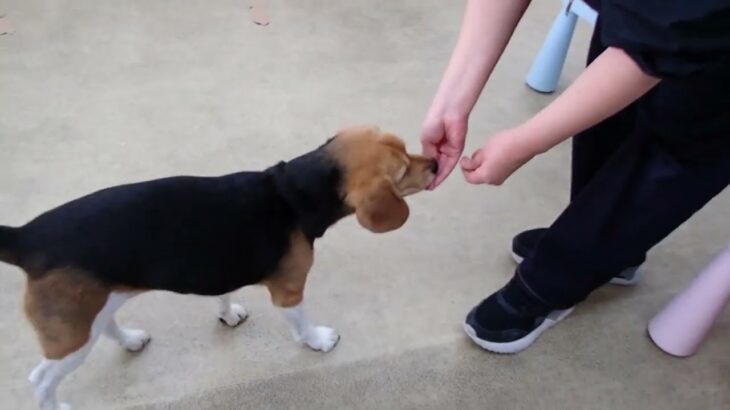 犬の幼稚園 ビオタンちゃんとトレーニング